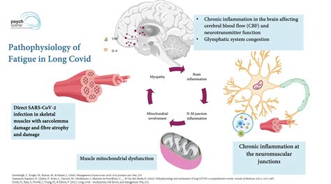 Long COVID Pathophysiology and Clinical Update - 2024