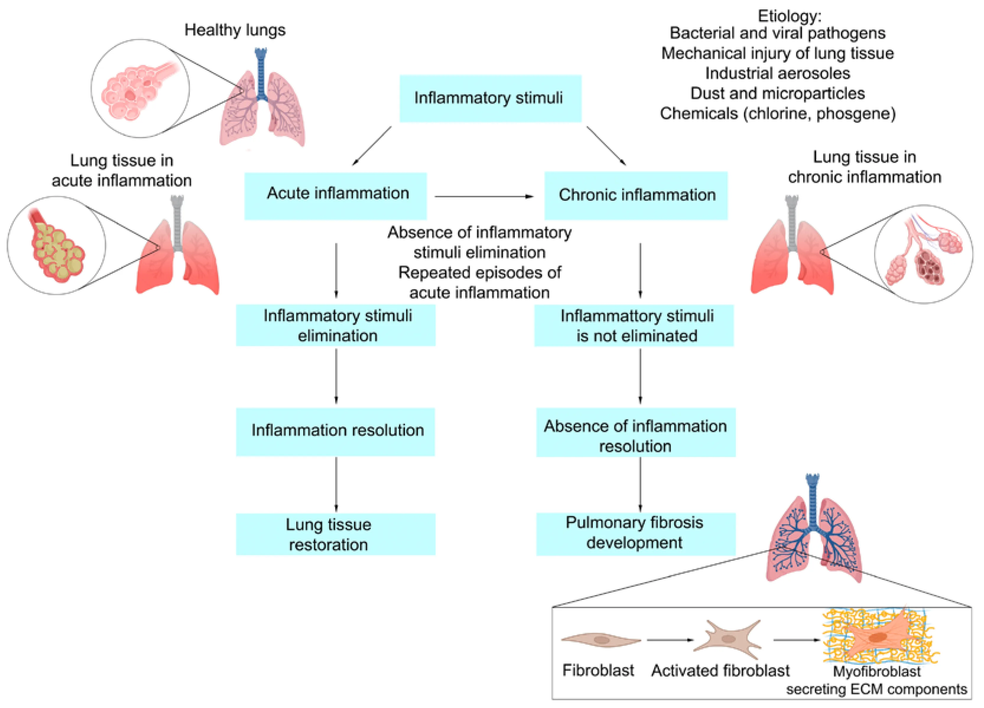Which Disease Affects Your Lungs at Layla Helms blog